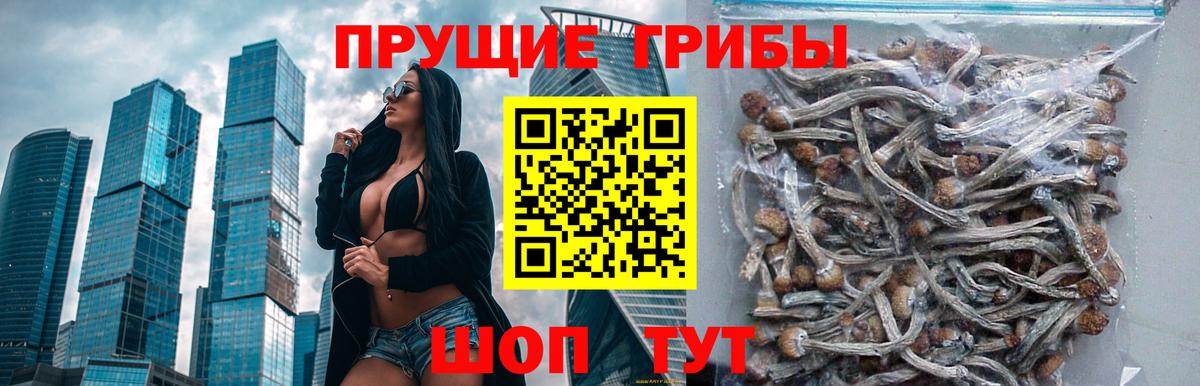Троицк  закладки  Вход с VPN  Псилоцибиновые грибы Psilocybe 